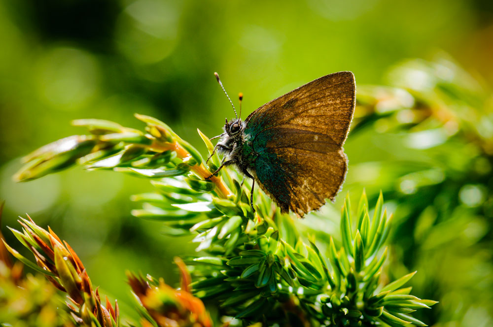 Green Hairstreak