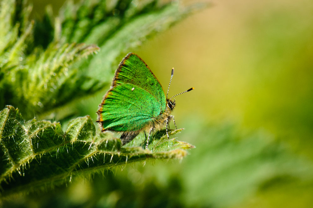 Green Hairstreak