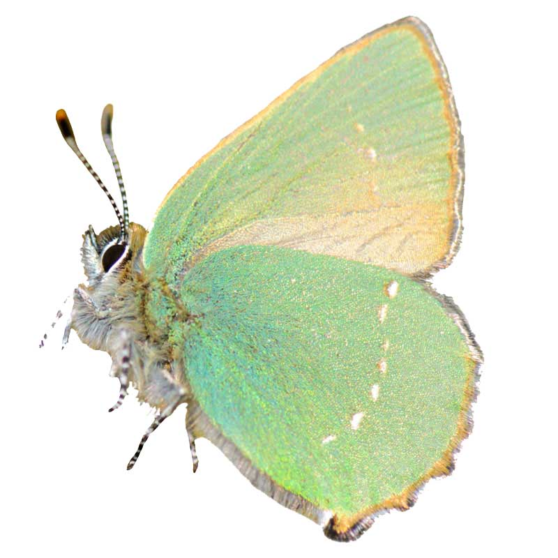 Green Hairstreak