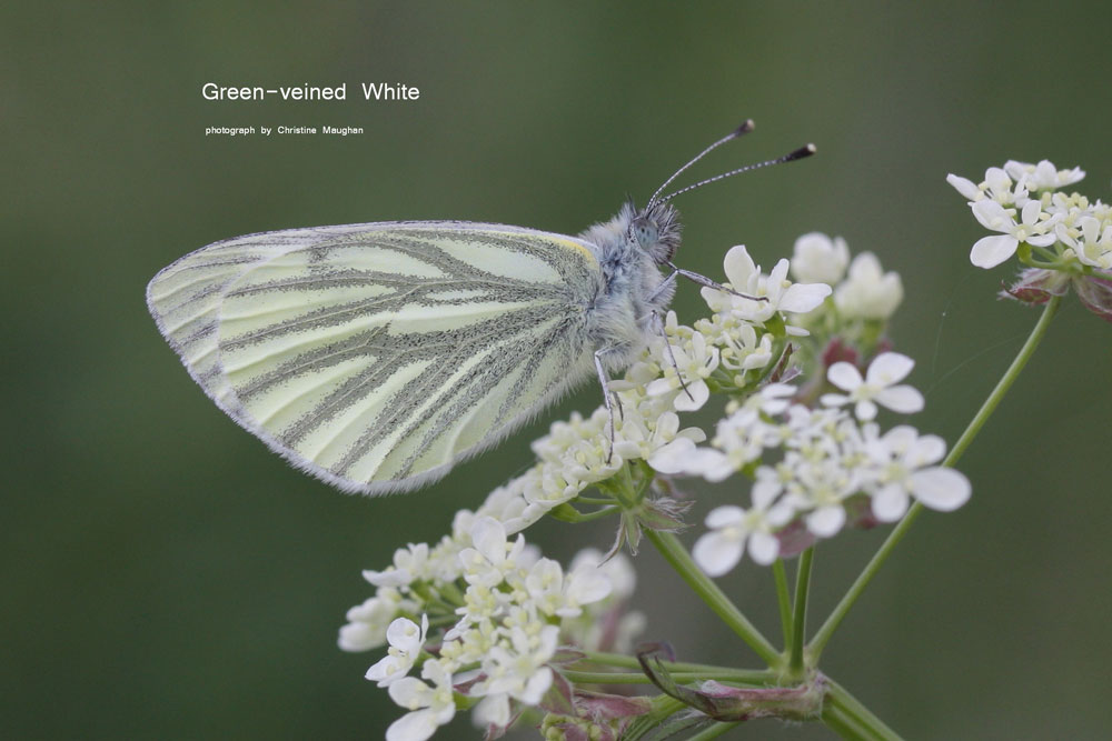 Large White