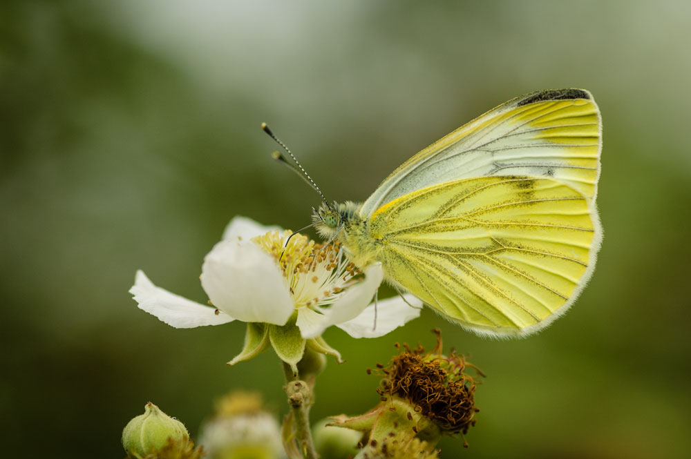 Green-veined White