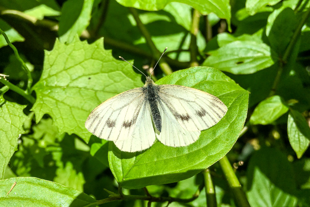 Green-veined White