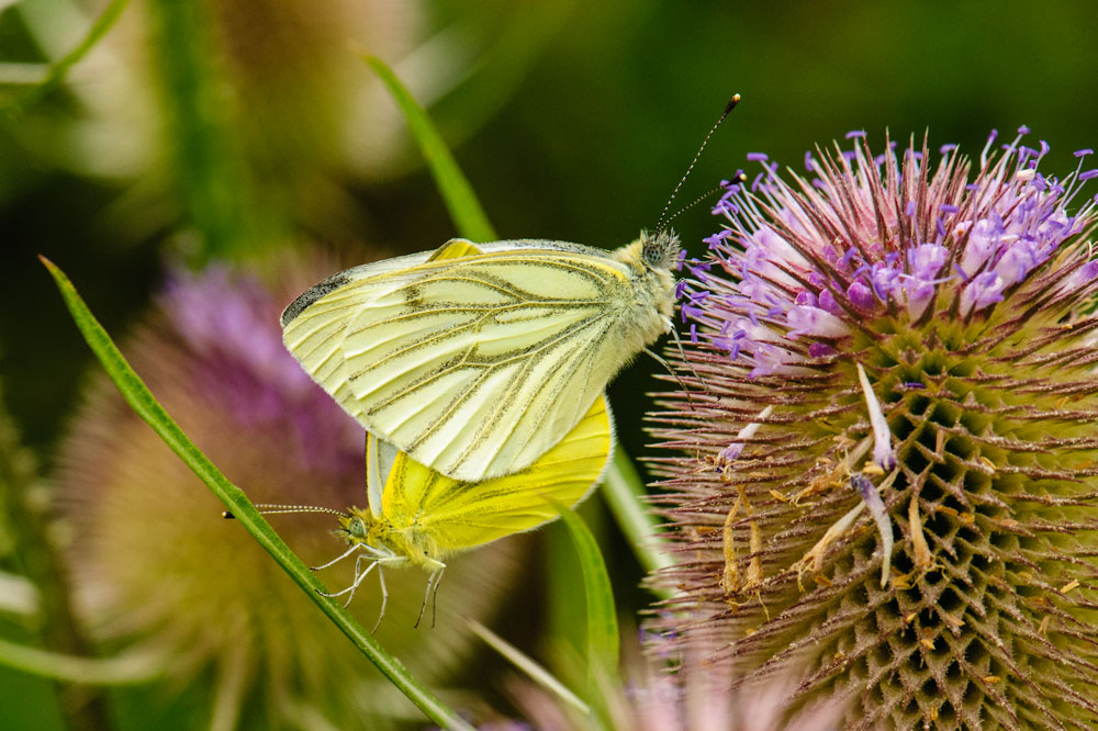 Large White