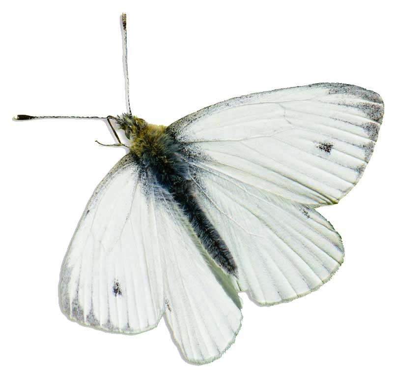 Green-veined White