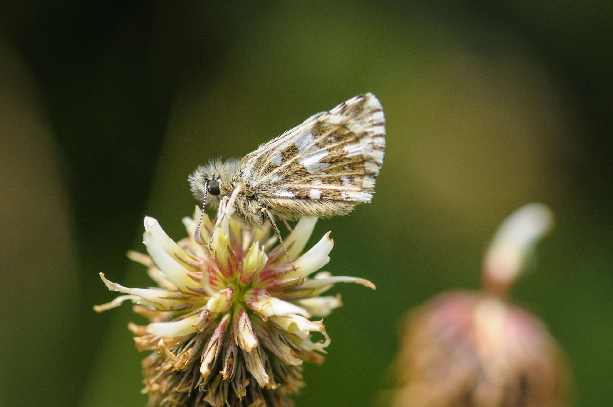 Grizzled Skipper