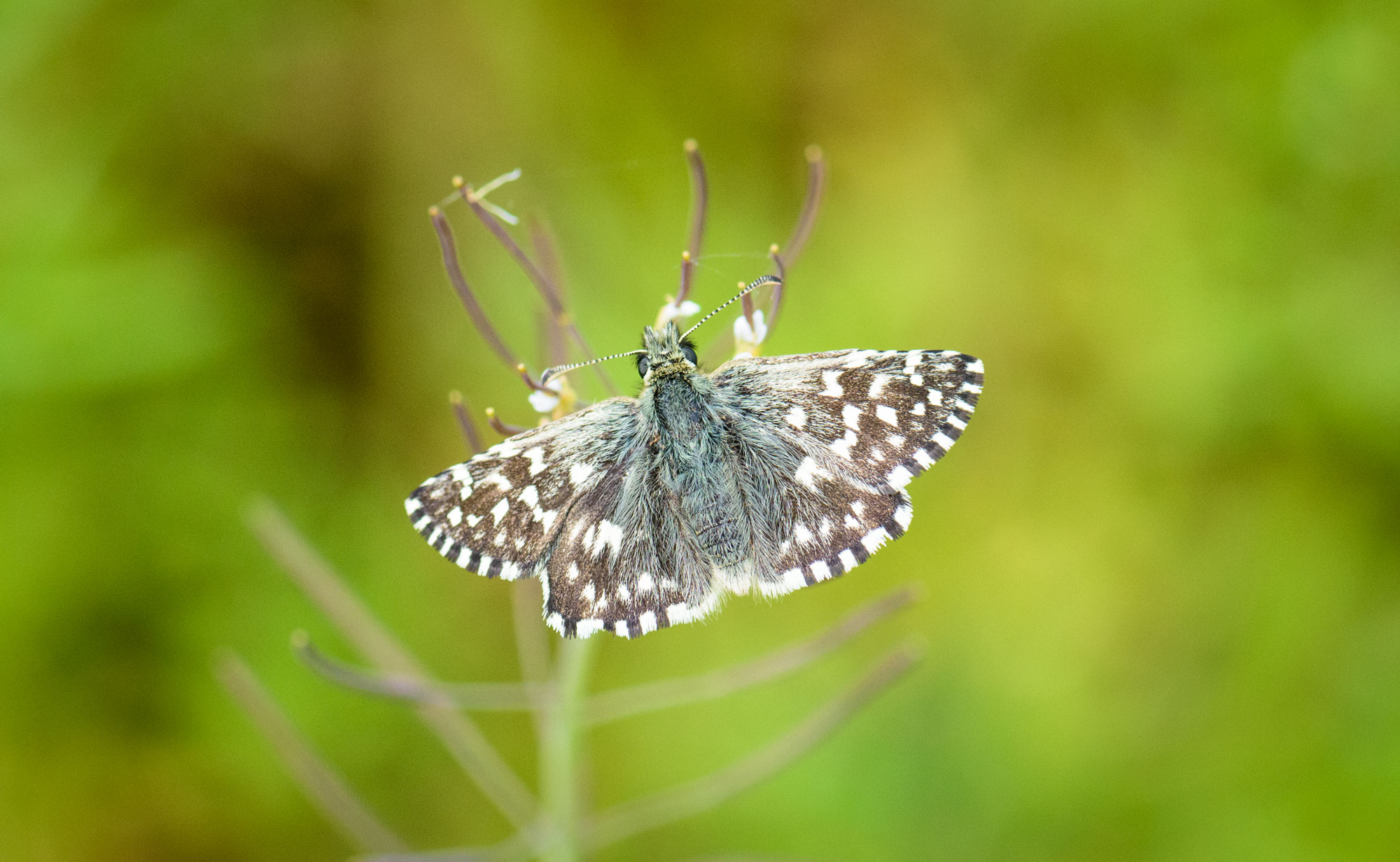 Grizzled Skipper