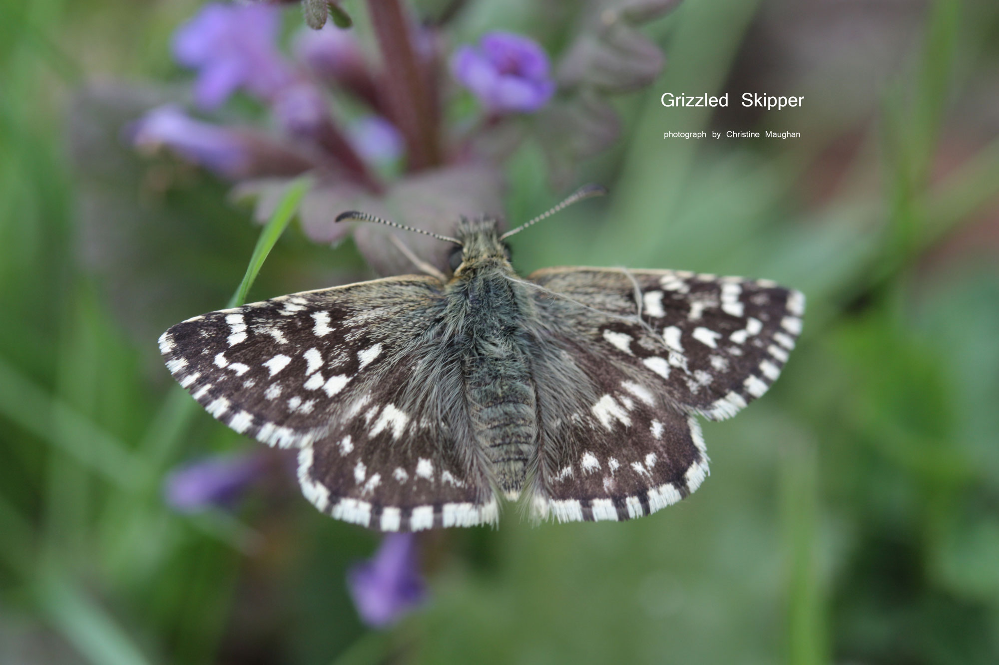 Grizzled Skipper