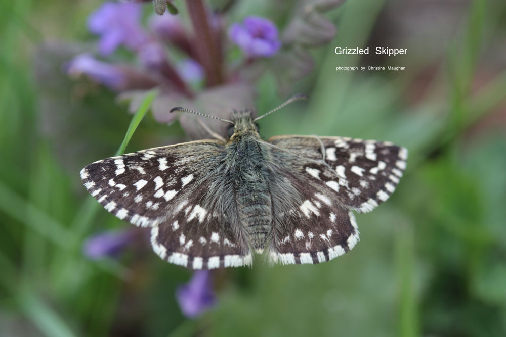 image of Grizzled Skipper