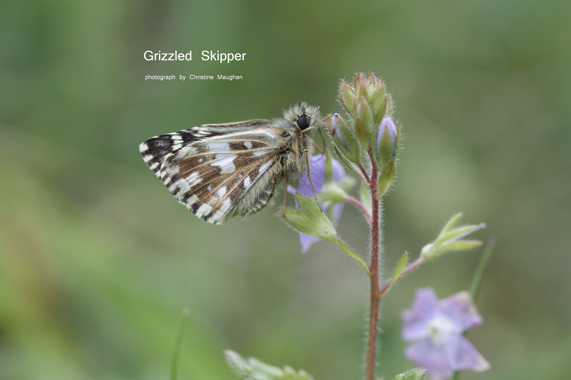 Grizzled Skipper