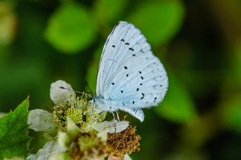 Holly Blue