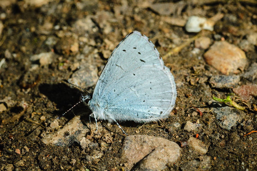 Holly Blue