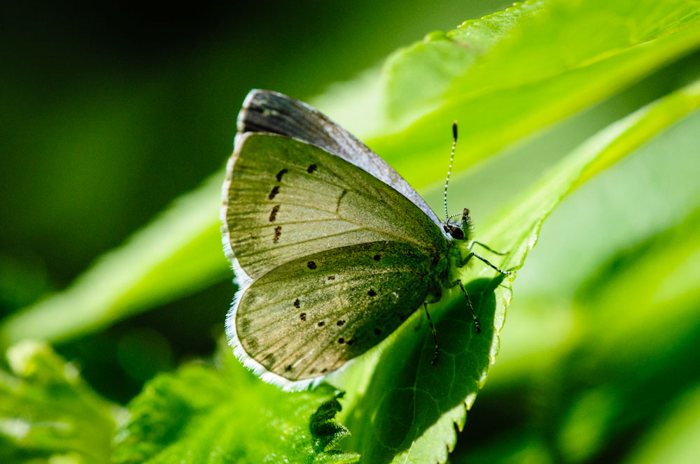 Holly Blue