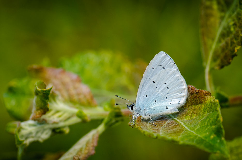 Holly Blue