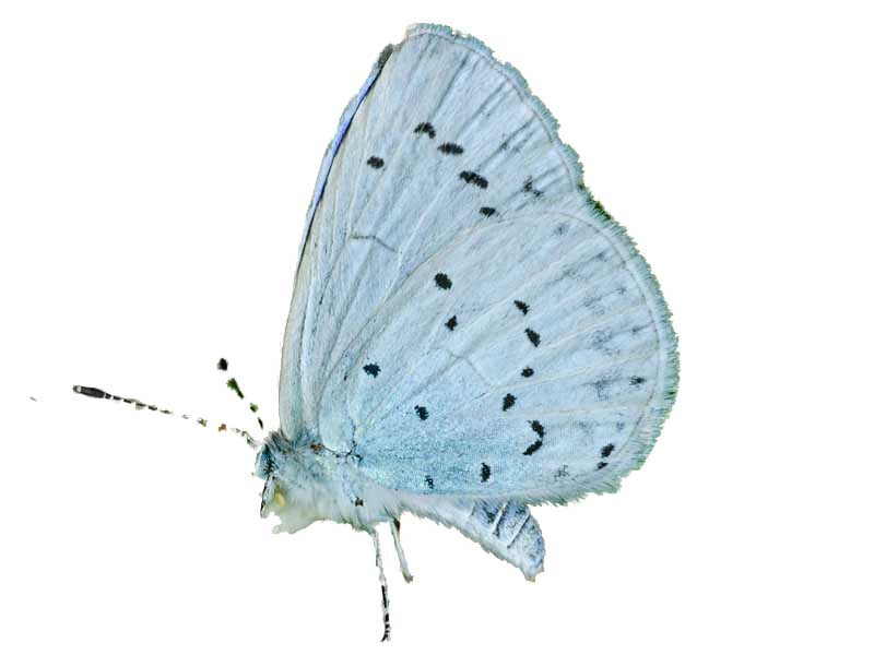 Holly Blue