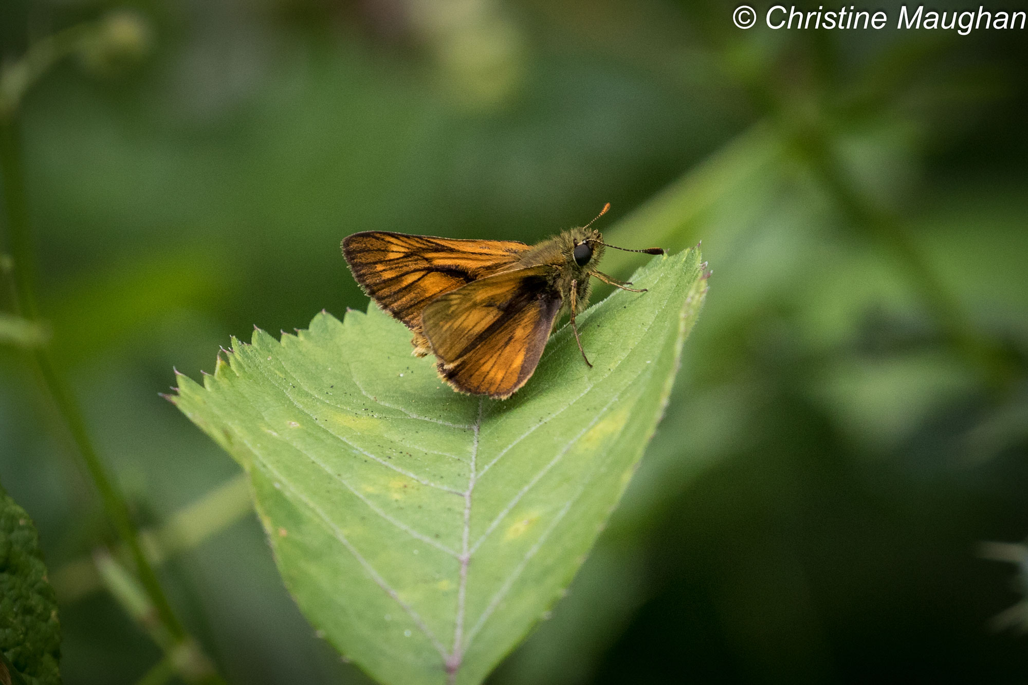 Large Skipper