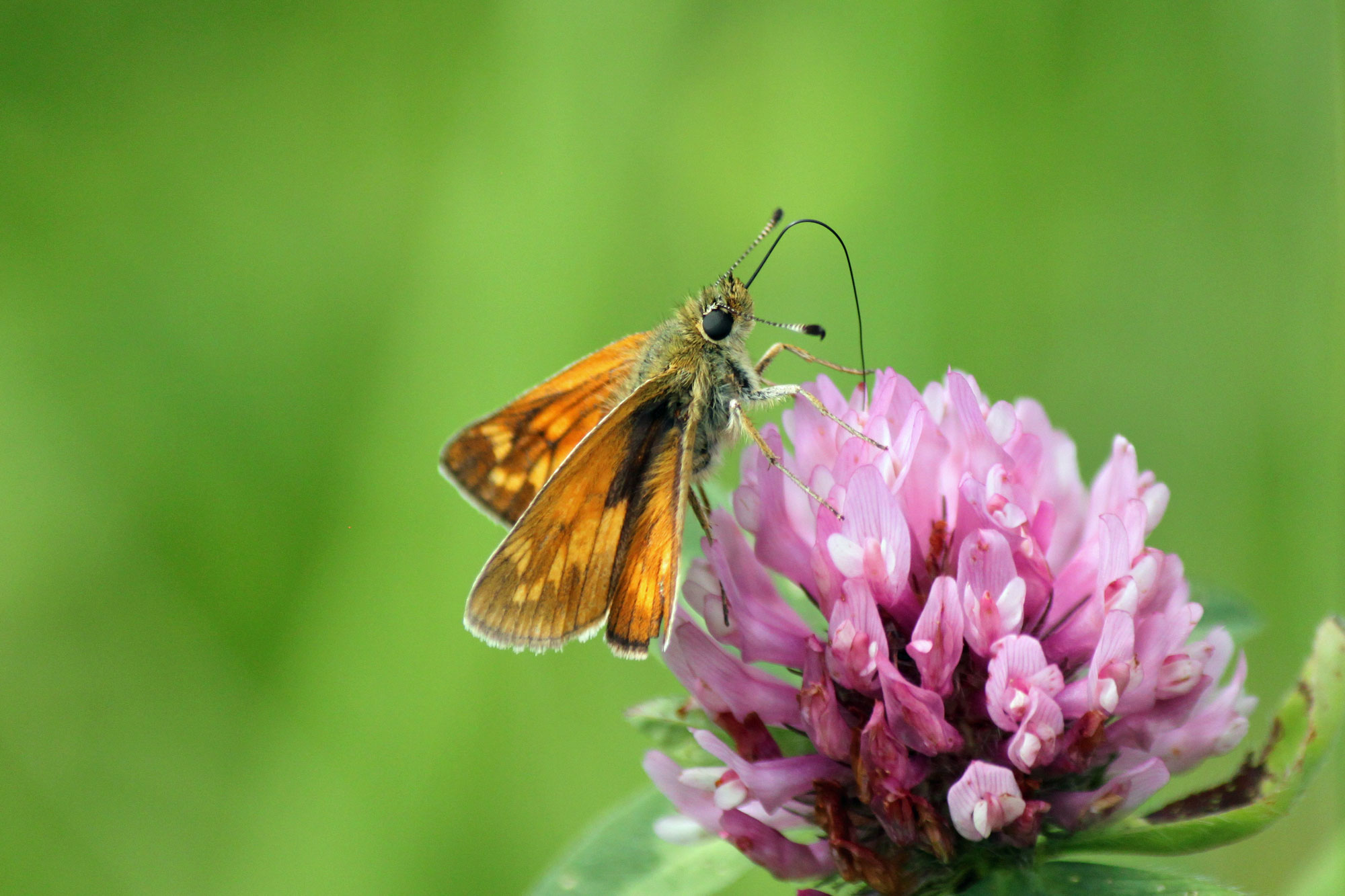 Large Skipper