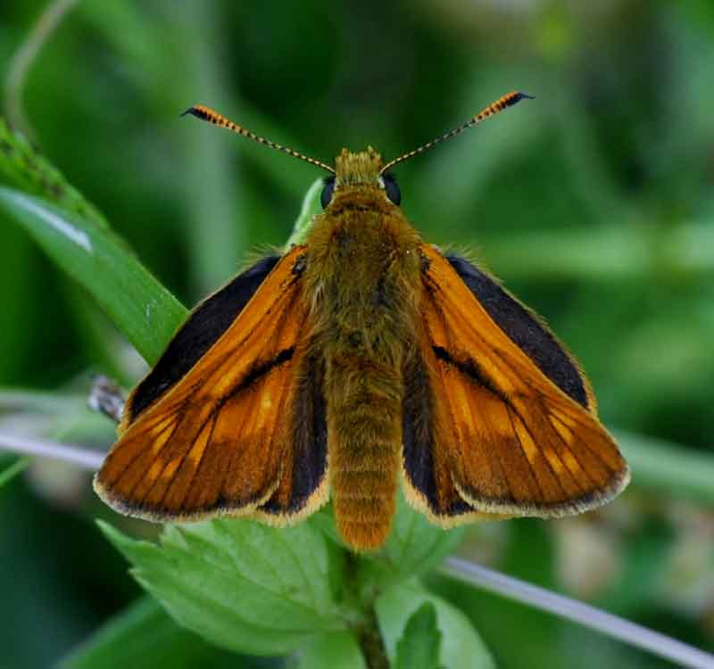 Large Skipper