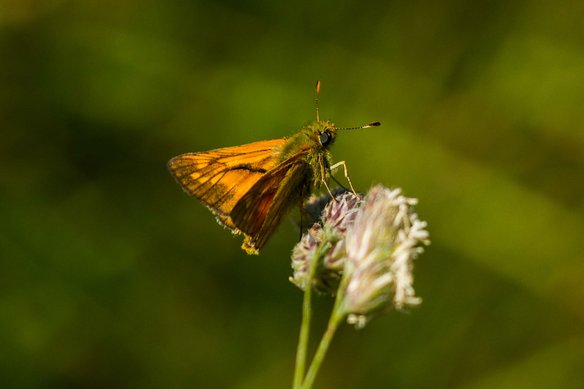 Large Skipper