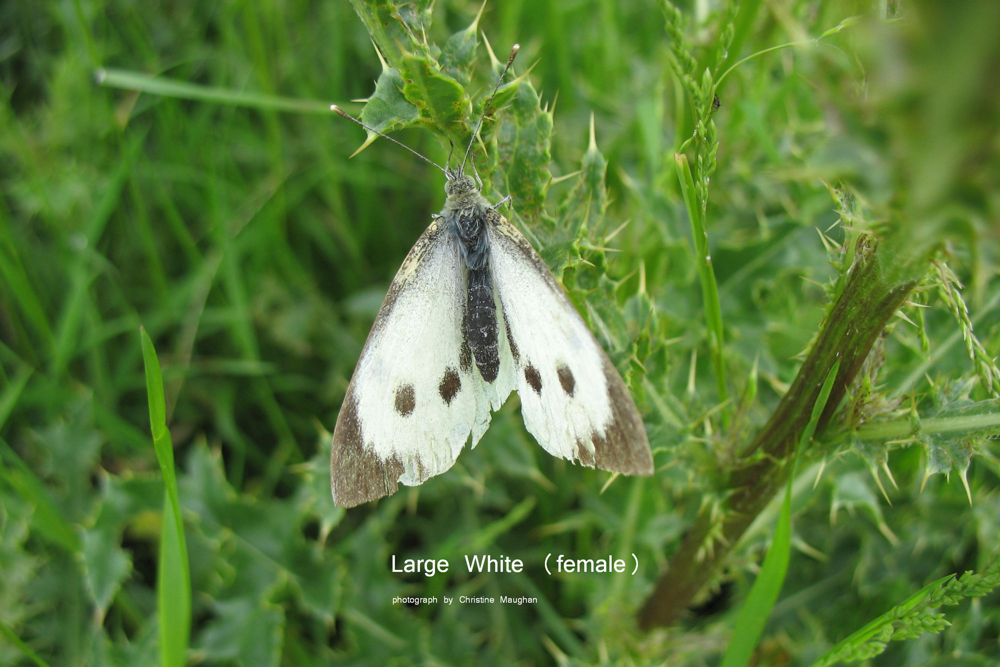 Large White