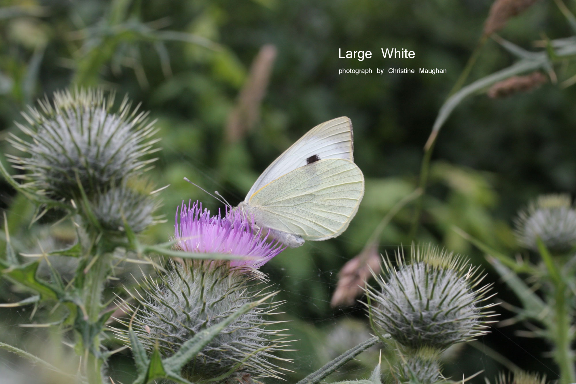 Large White