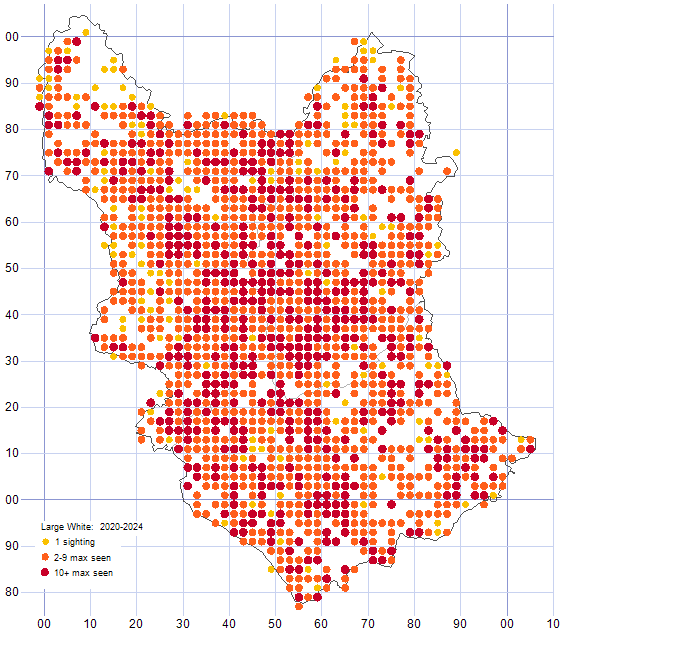 Large White distribution map 2020-24
