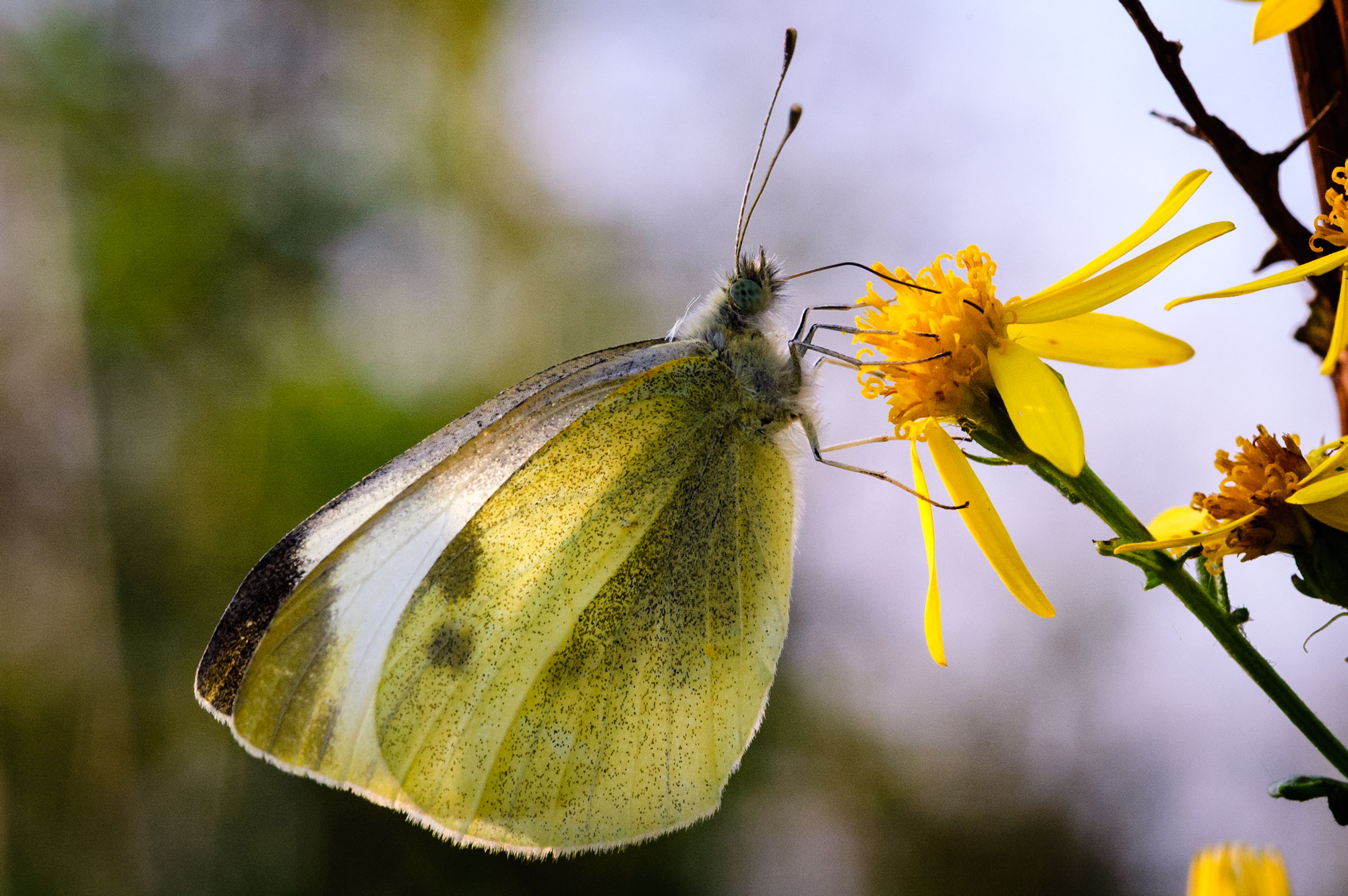 Large White