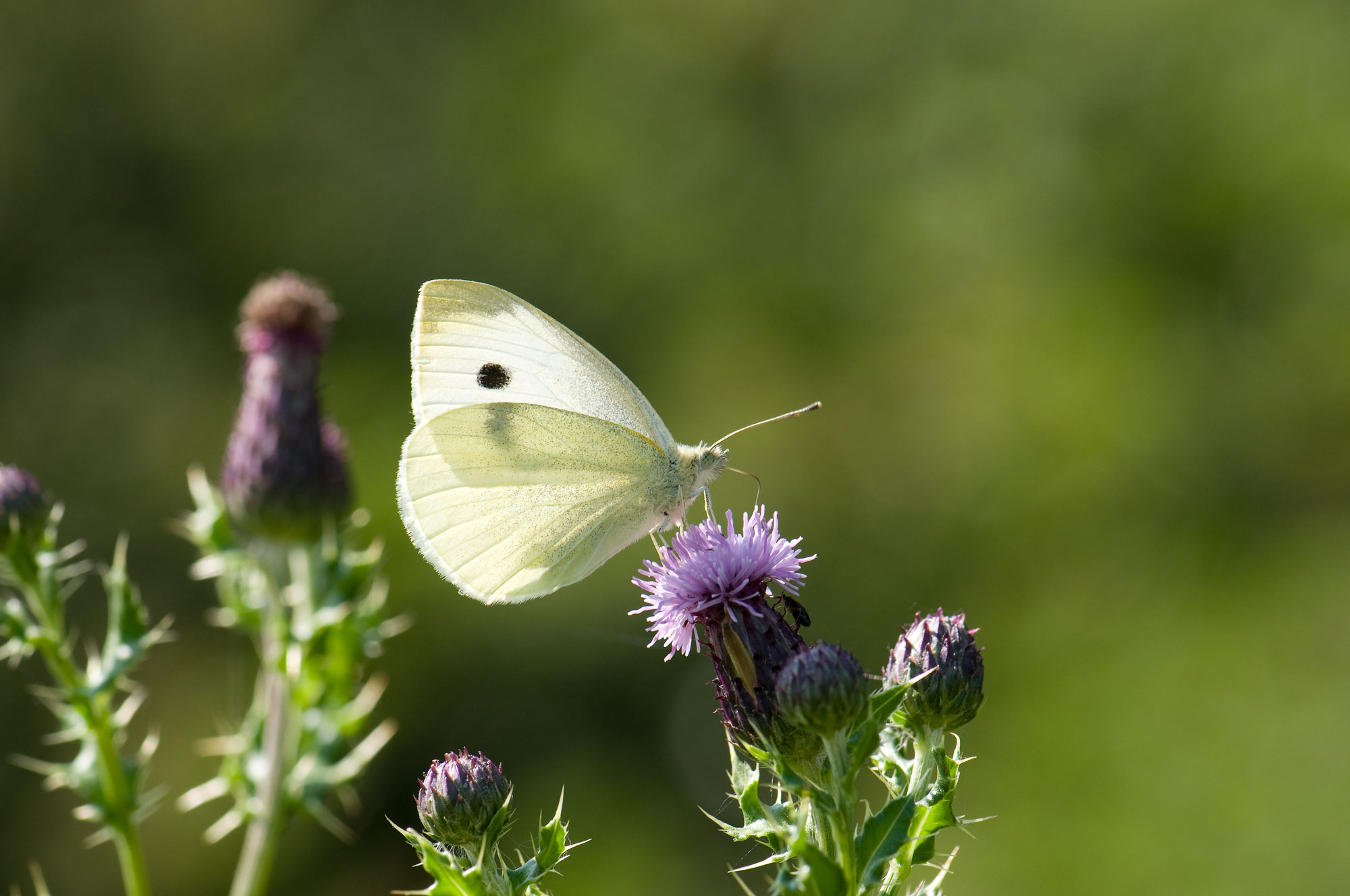 Large White