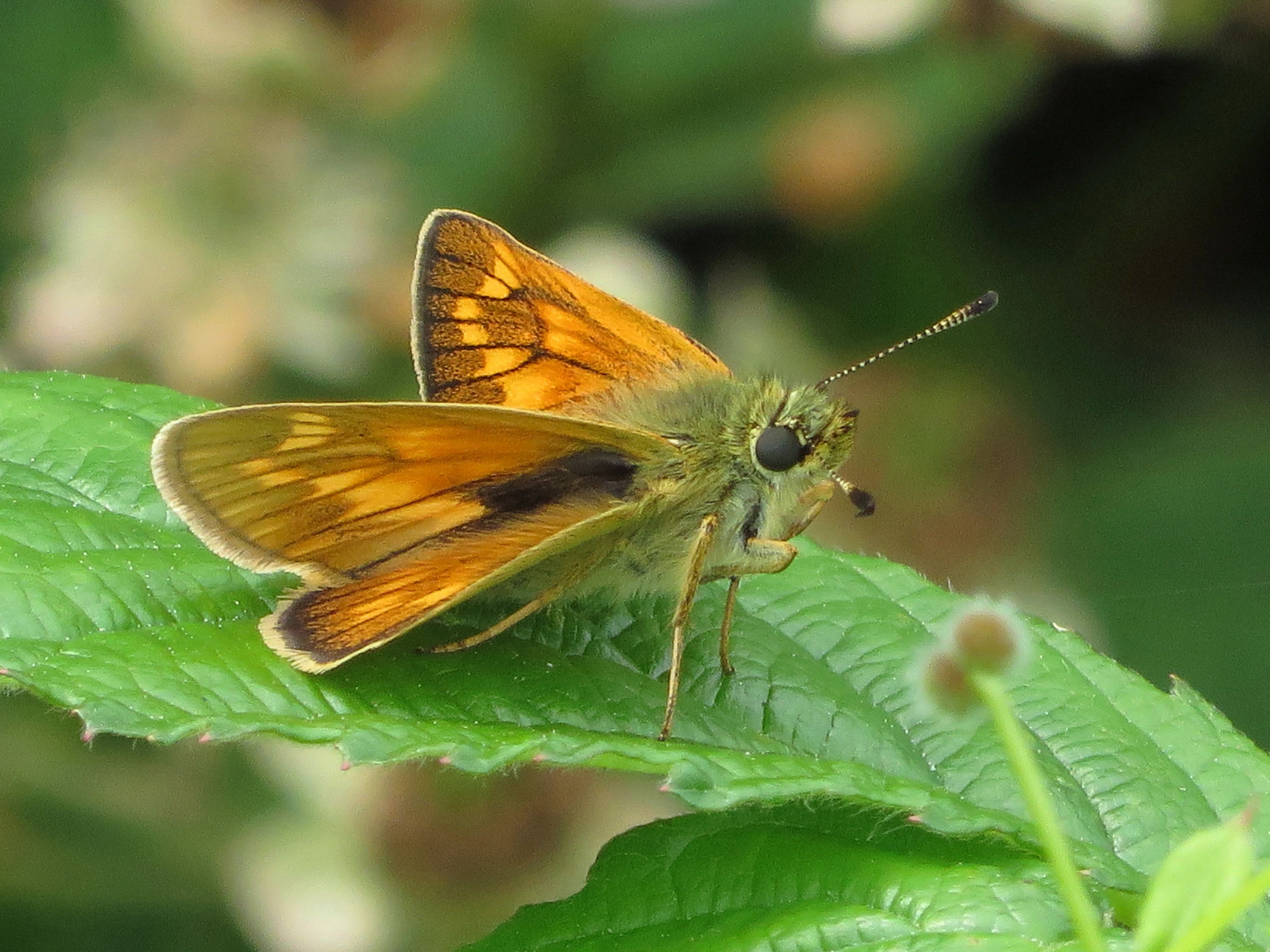 Large Skipper