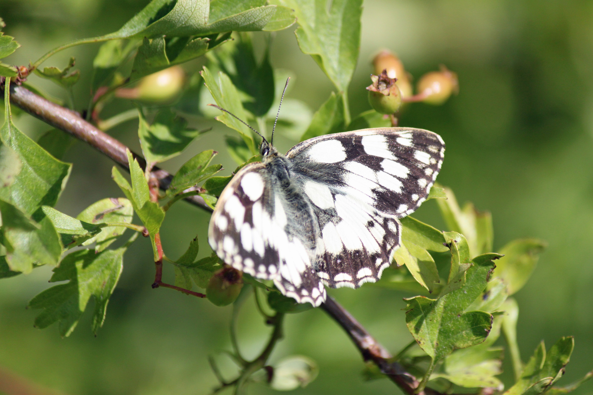 Marbled White