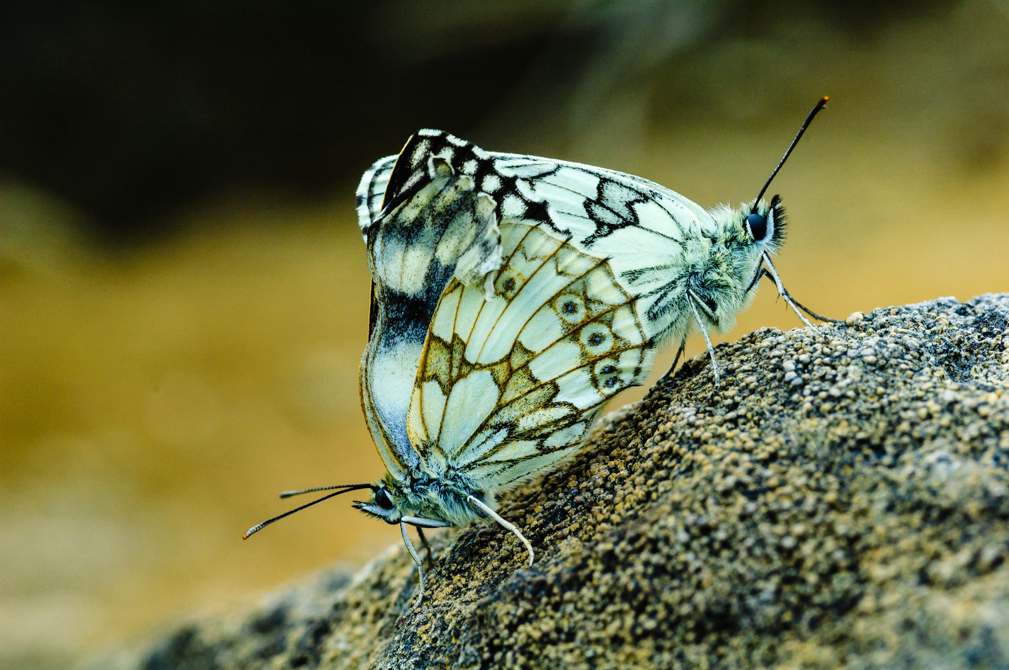 Marbled White