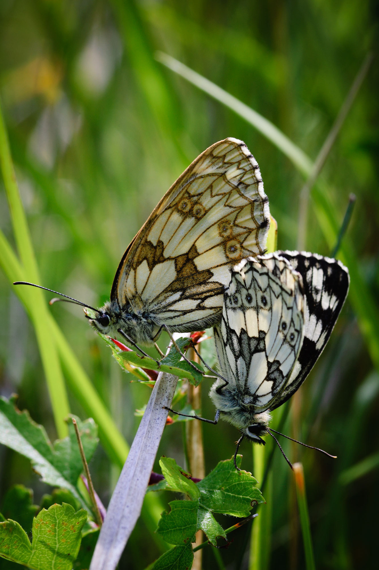 Marbled White