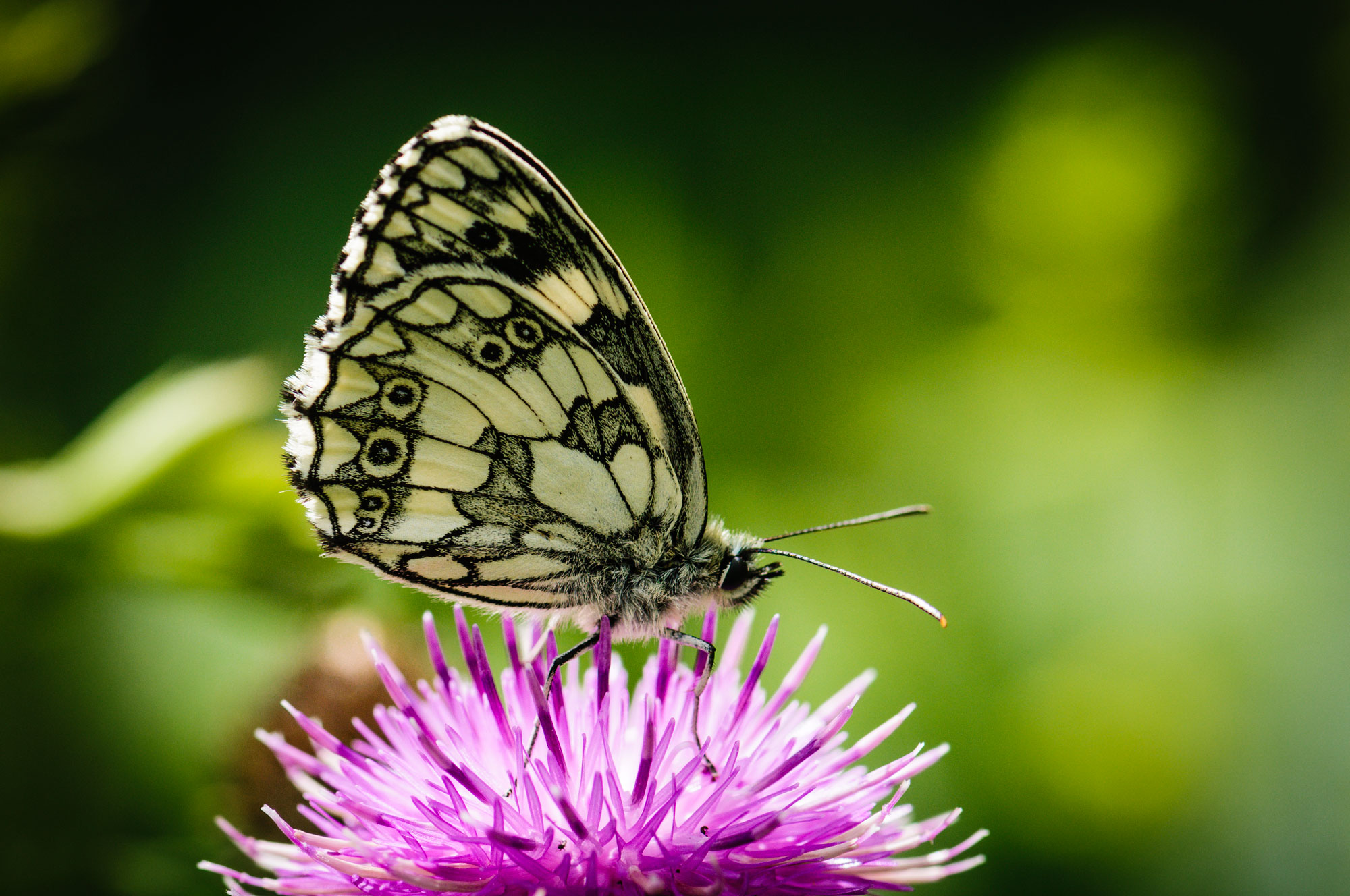 Marbled White
