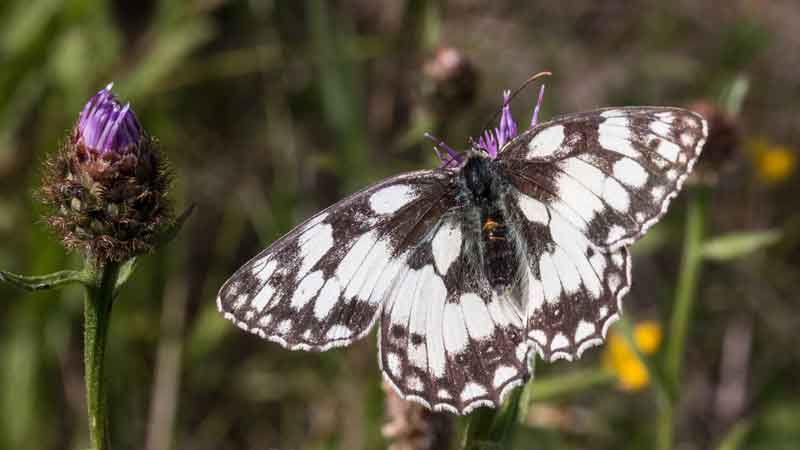 Marbled White