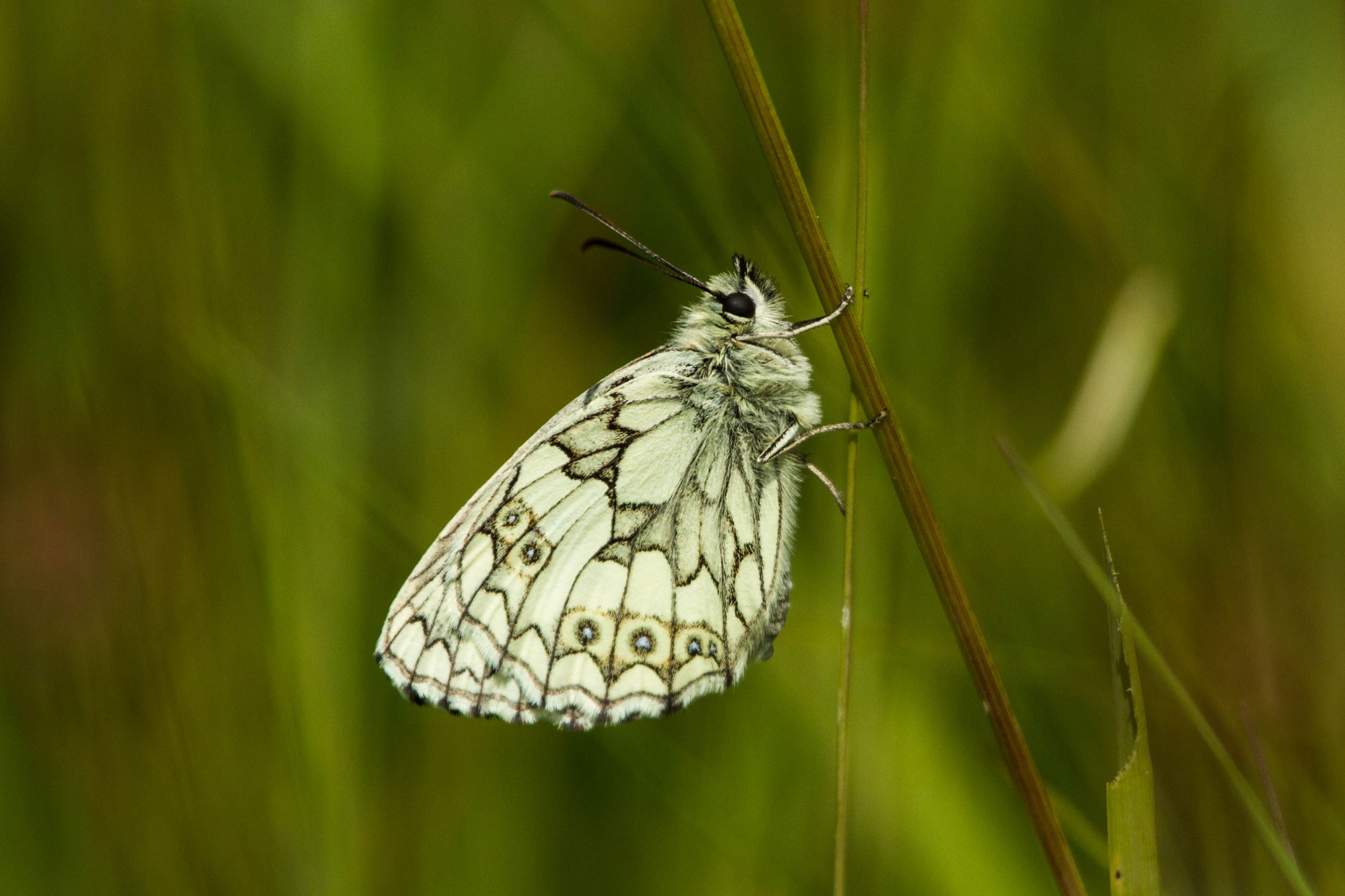 Marbled White
