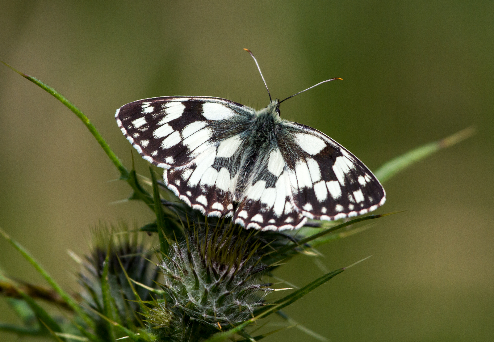 Marbled White