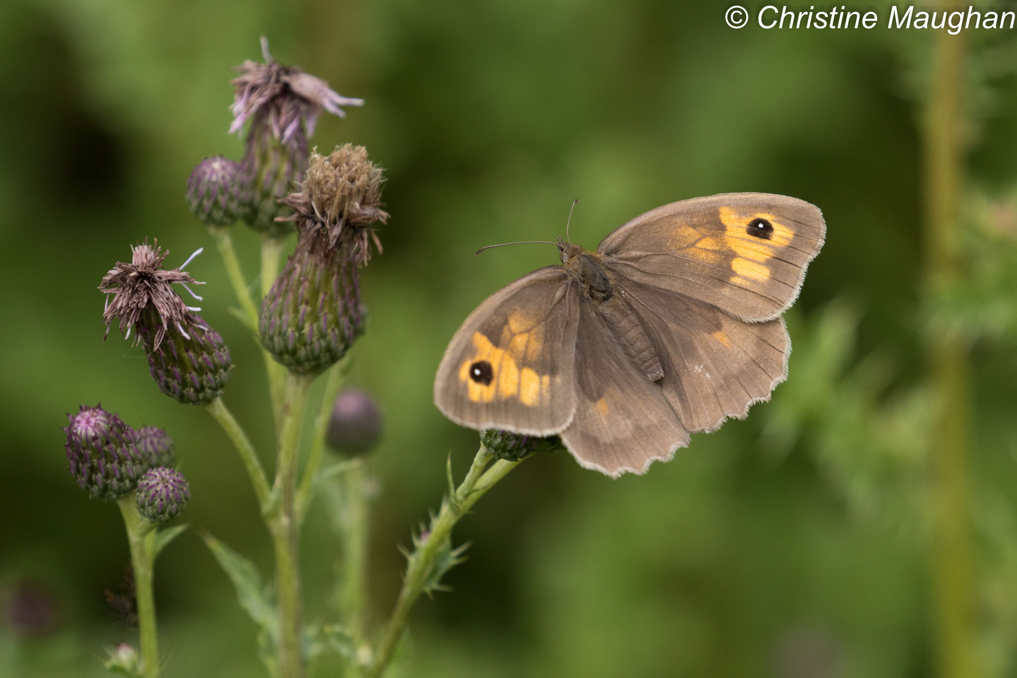 Meadow Brown