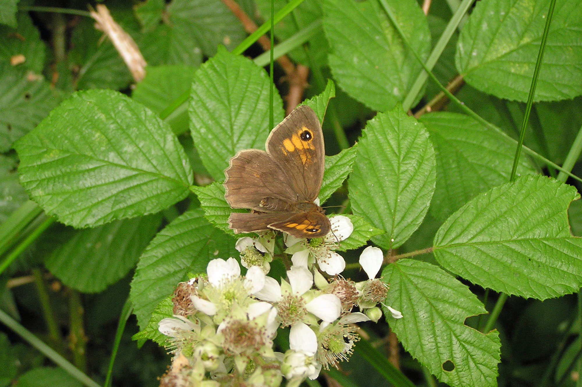 Meadow Brown