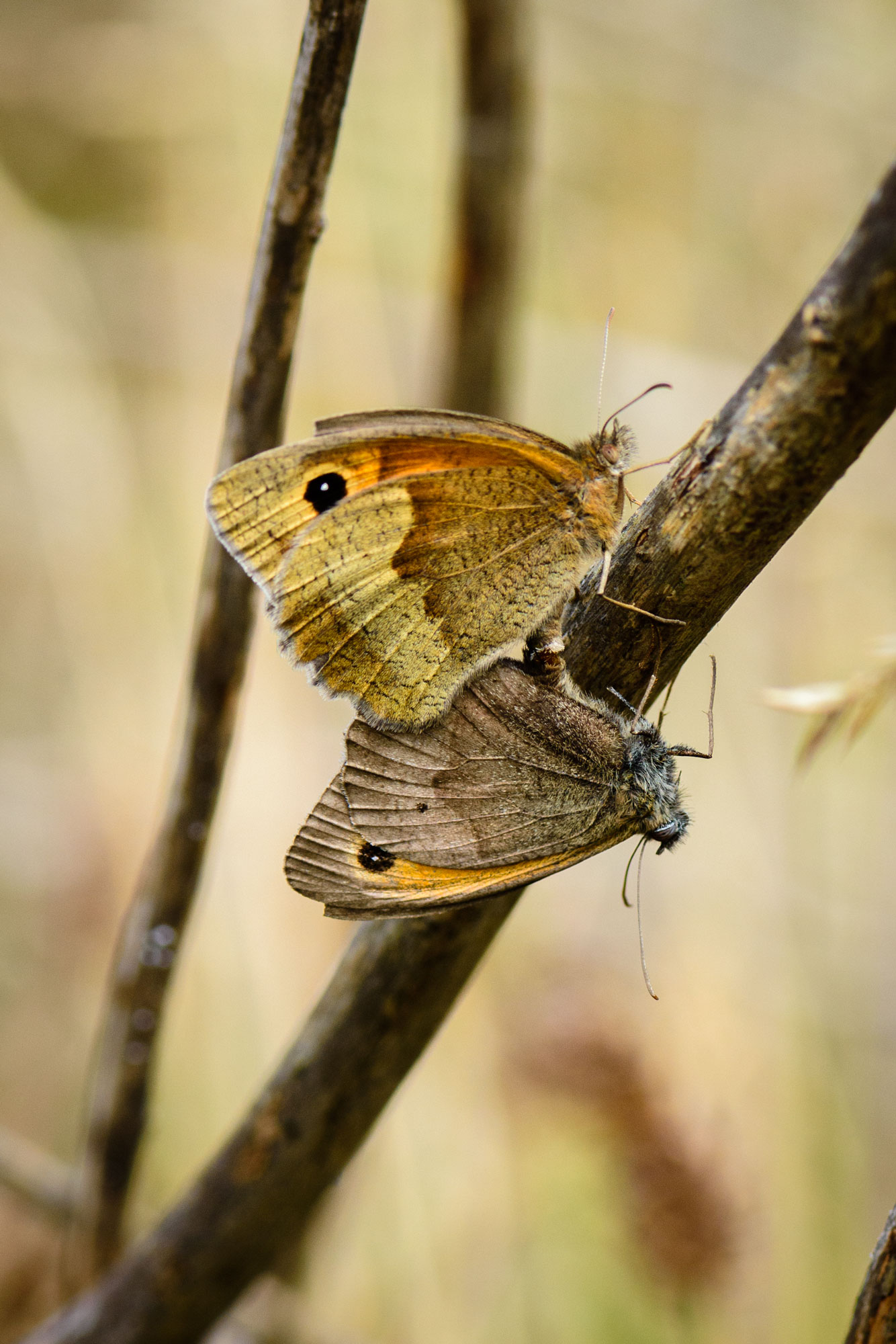 Meadow Brown