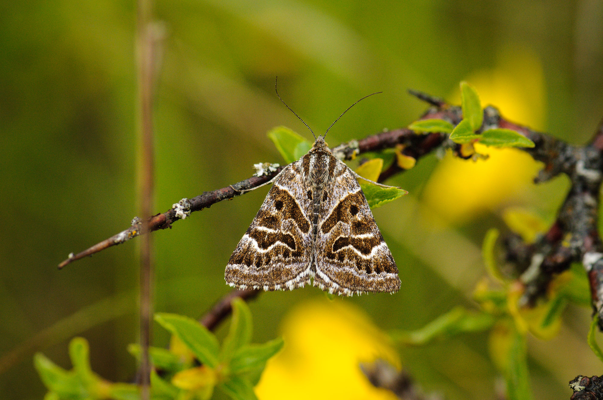 image of aberrant Large Skipper