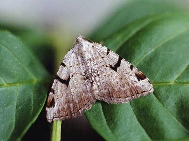 V-moth