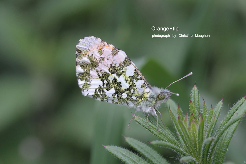 Orange-tip