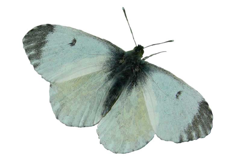 Orange-tip