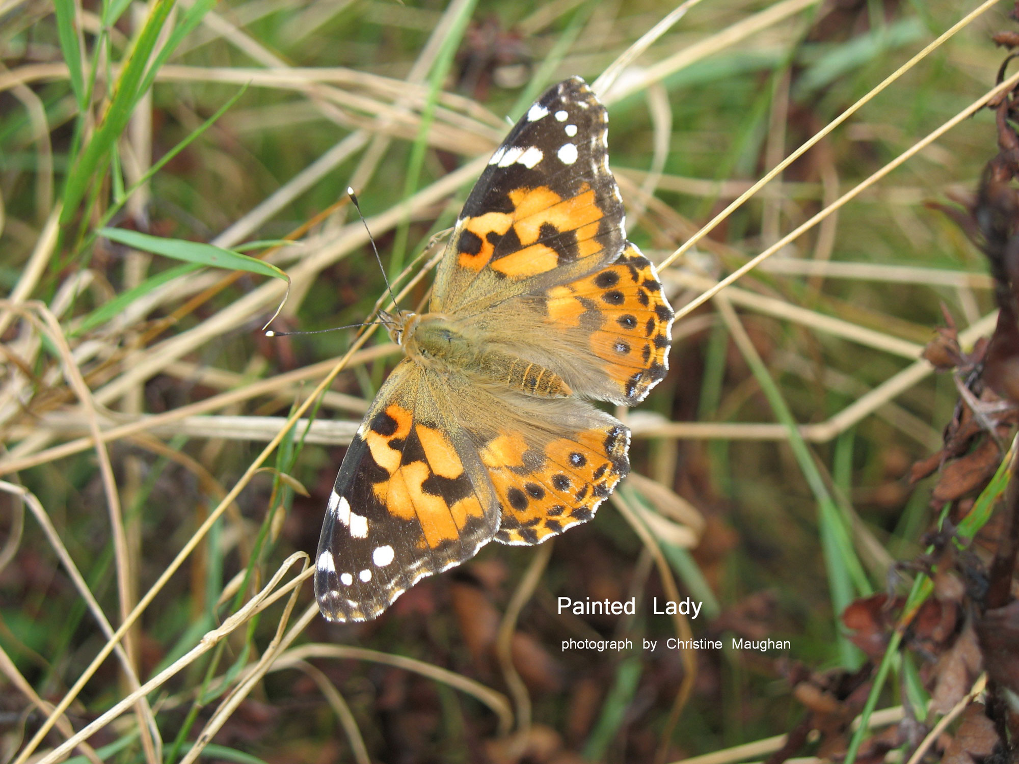 Painted Lady