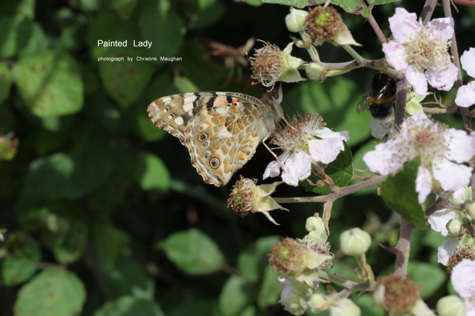 Large White