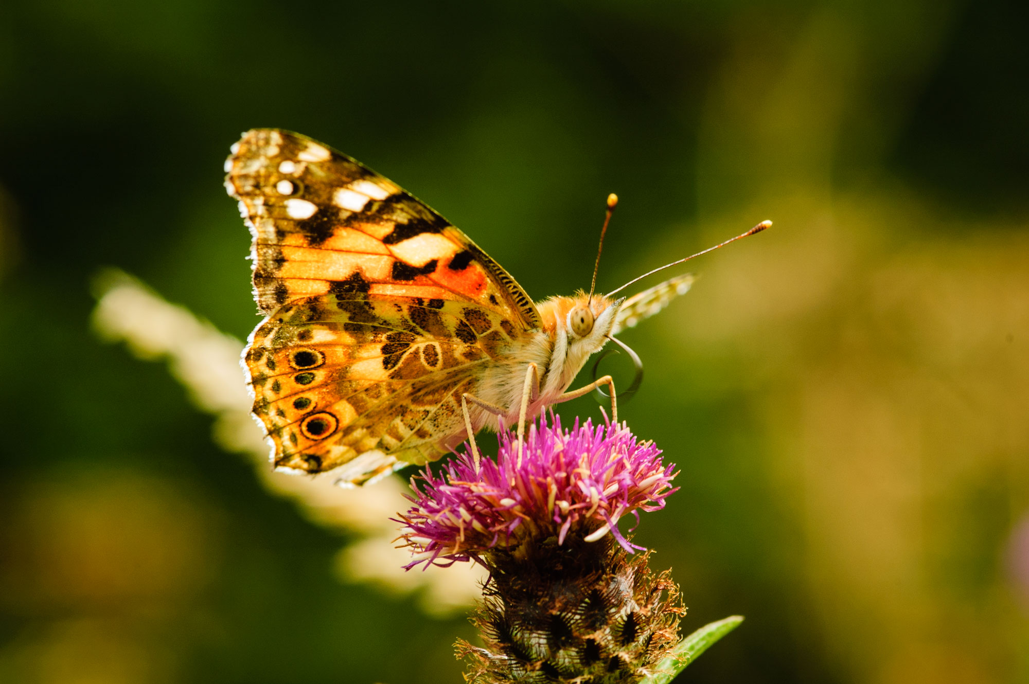 Large White