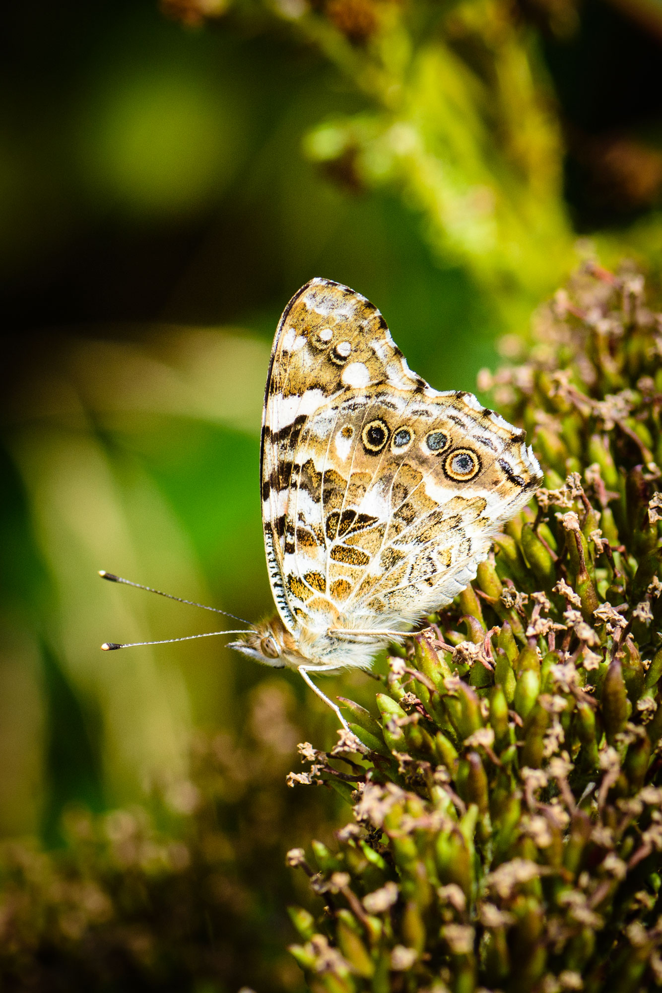 Painted Lady