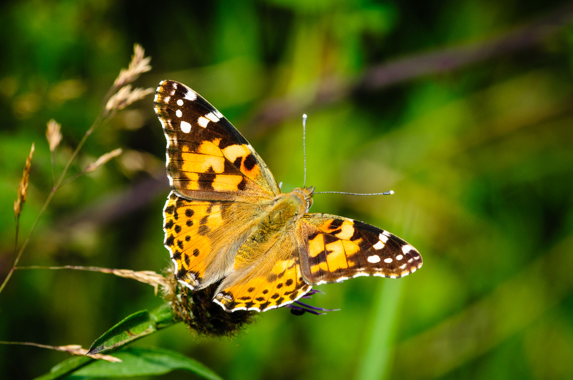 Large White