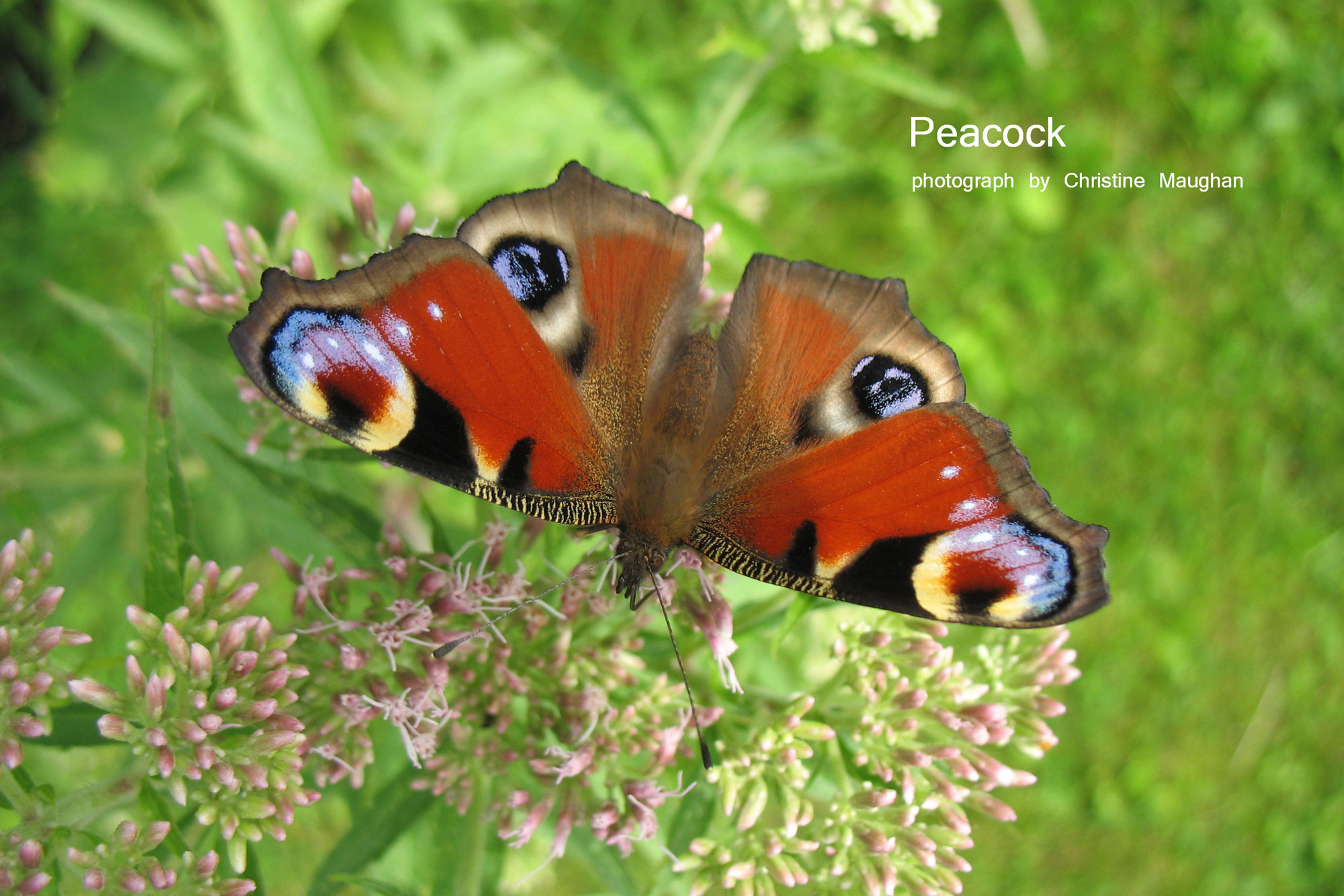 Peacock