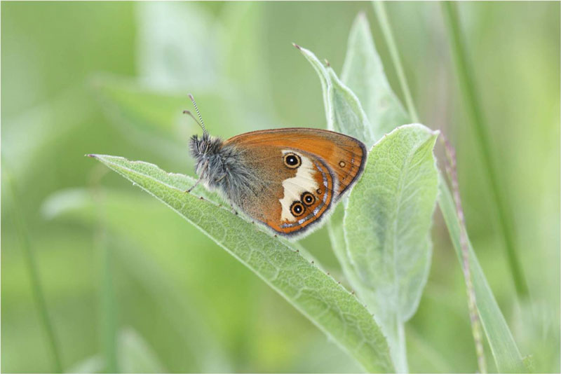 Pearly Heath