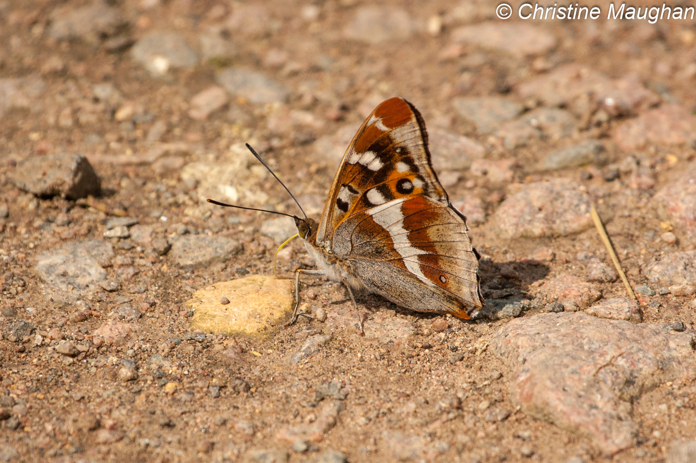Purple Emperor
